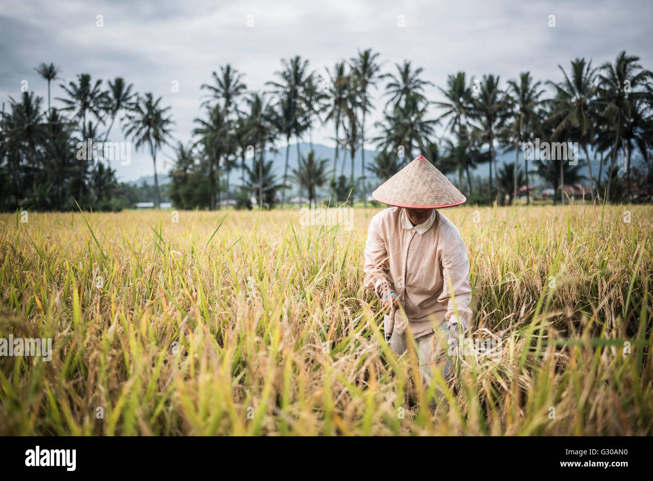 Los agricultores que trabajaban en un campo de arroz, de Bukittinggi, al oeste de Sumatra, Indonesia, Sudeste Asiático, Asia Foto de stock