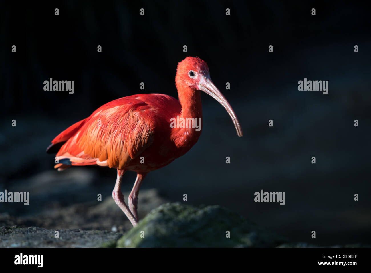 El ibis escarlata (Eudocimus ruber), Reino Unido, Europa Foto de stock