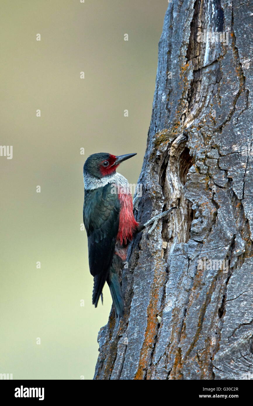Lewis woodpecker (Melanerpes Lewis), Okanogan County, Washington, Estados Unidos de América, América del Norte Foto de stock