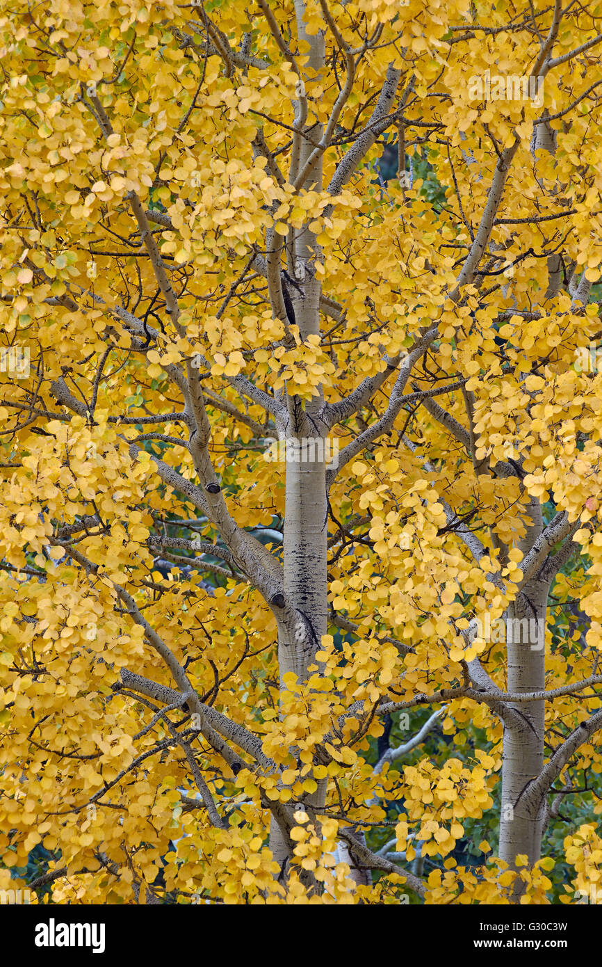 Aspen amarillo en el otoño, el Uncompahgre National Forest, Colorado, Estados Unidos de América, América del Norte Foto de stock