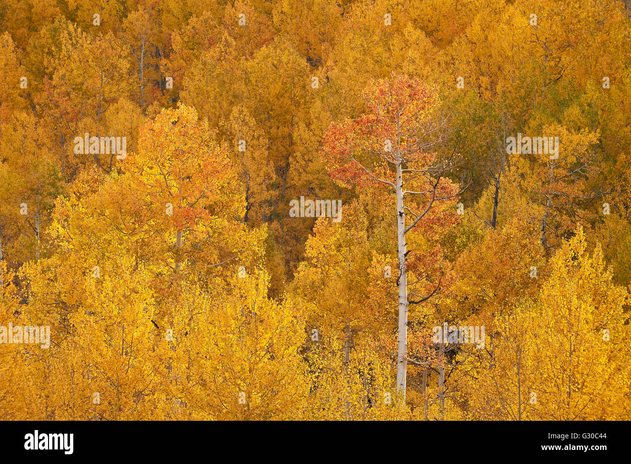 Amarillo y naranja en otoño, Aspen Uncompahgre National Forest, Colorado, Estados Unidos de América, América del Norte Foto de stock