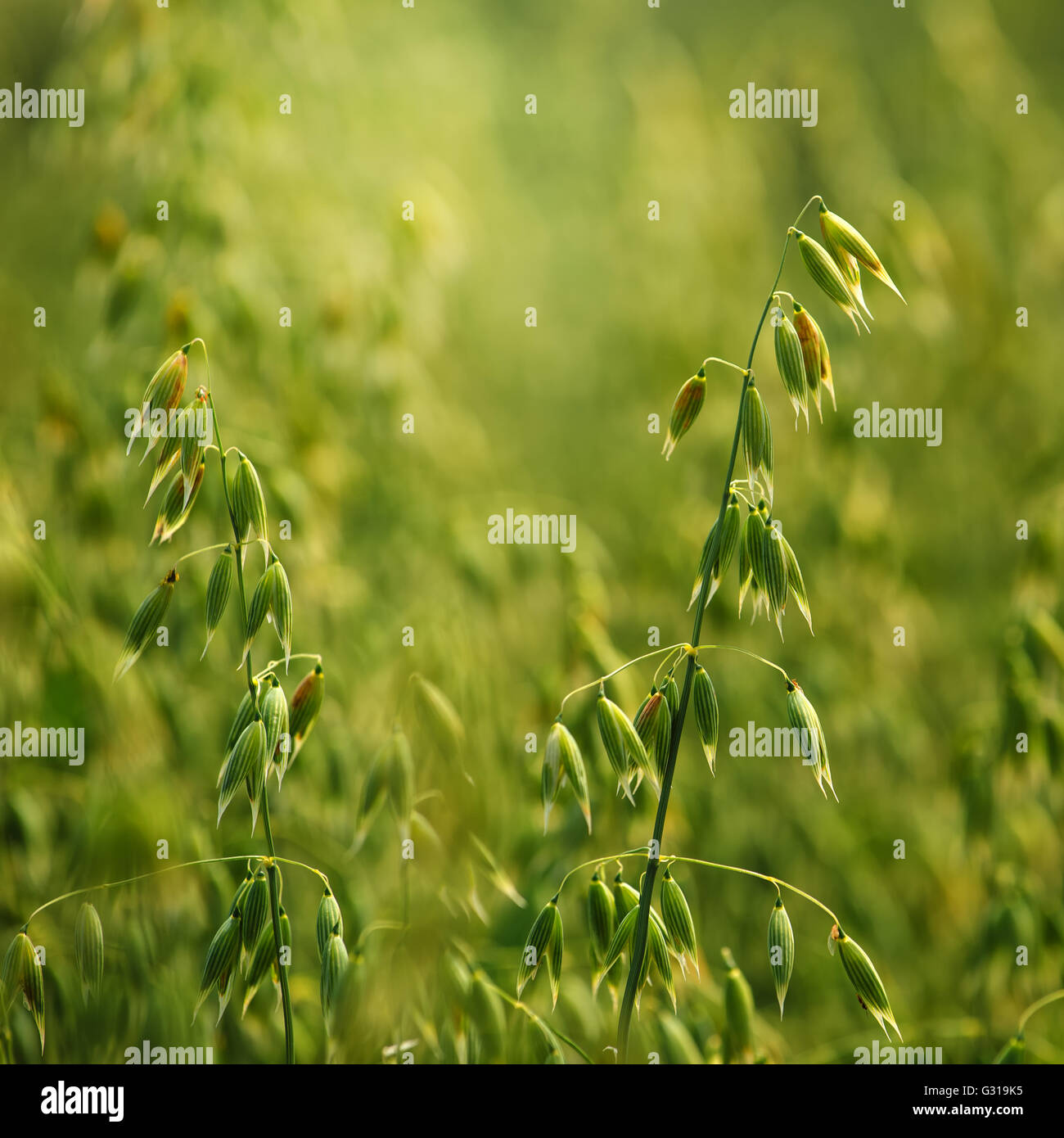 Detalle del campo de avena, verdes cultivos en campo cultivado Foto de stock