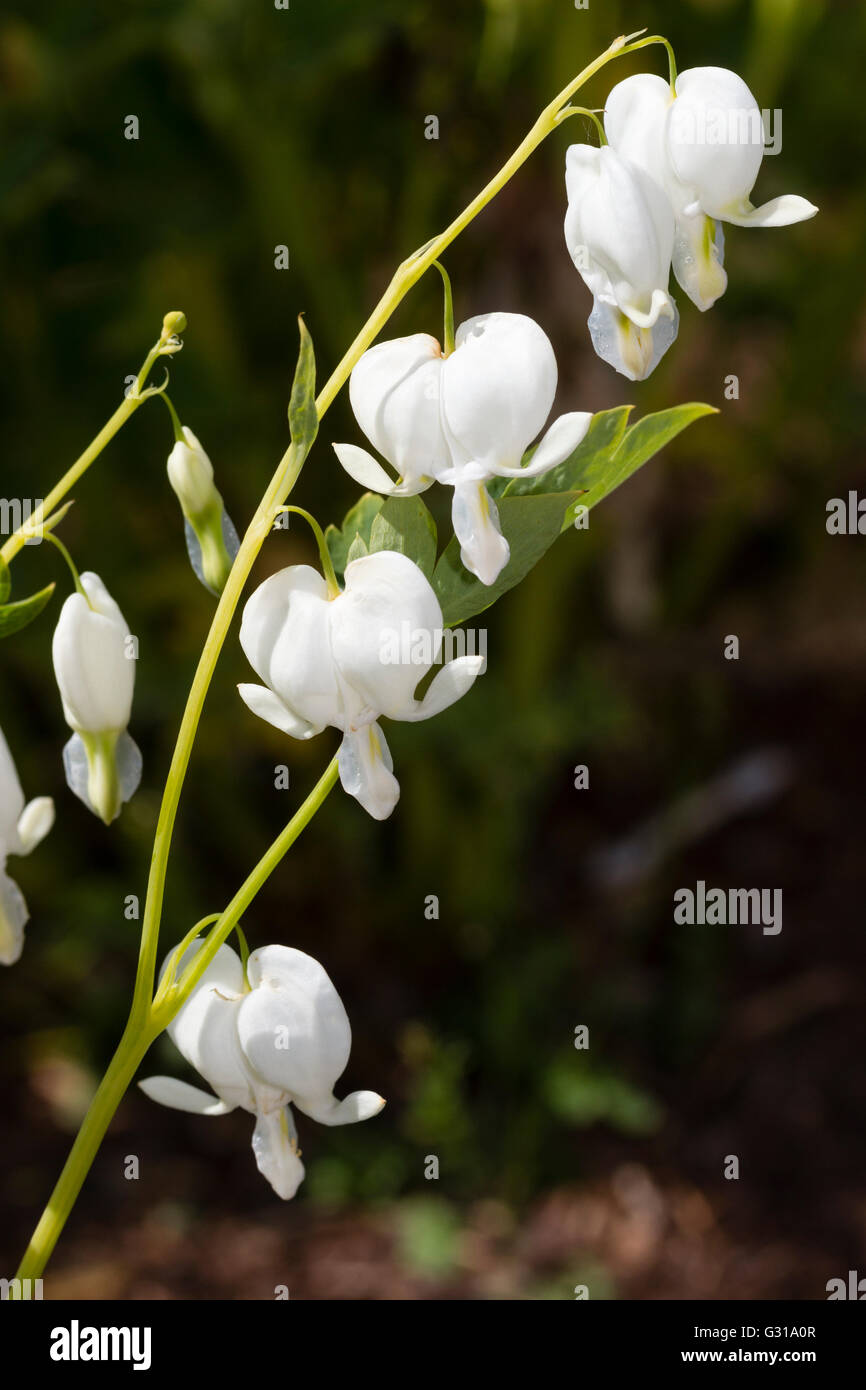 Flores blancas de la forma seleccionada del Sangrado Corazón perenne, Lamprocapnos spectabilis 'Alba' Foto de stock
