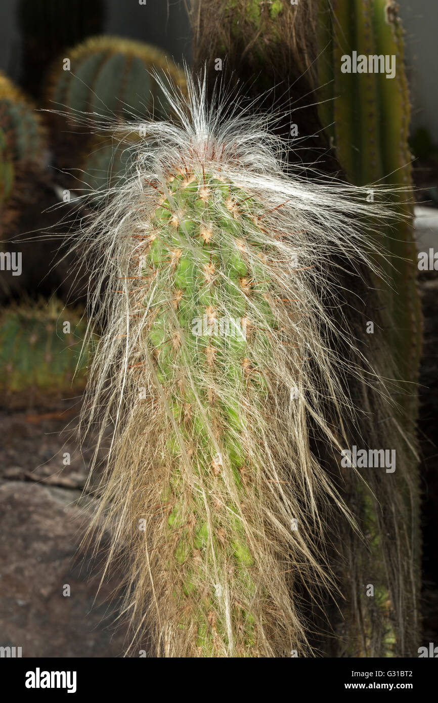 Un Oreocereus Celsianus plantas suculentas, conocido como el viejo de la montaña de la típica esponjoso cabello blanco Foto de stock