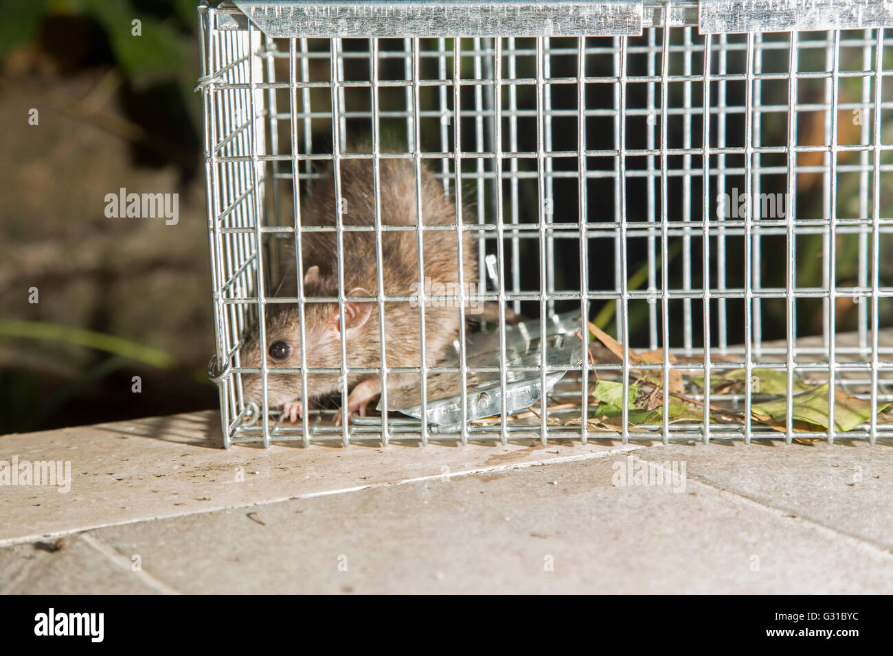 Close-up de una rata gris atrapado en una jaula de acero Foto de stock