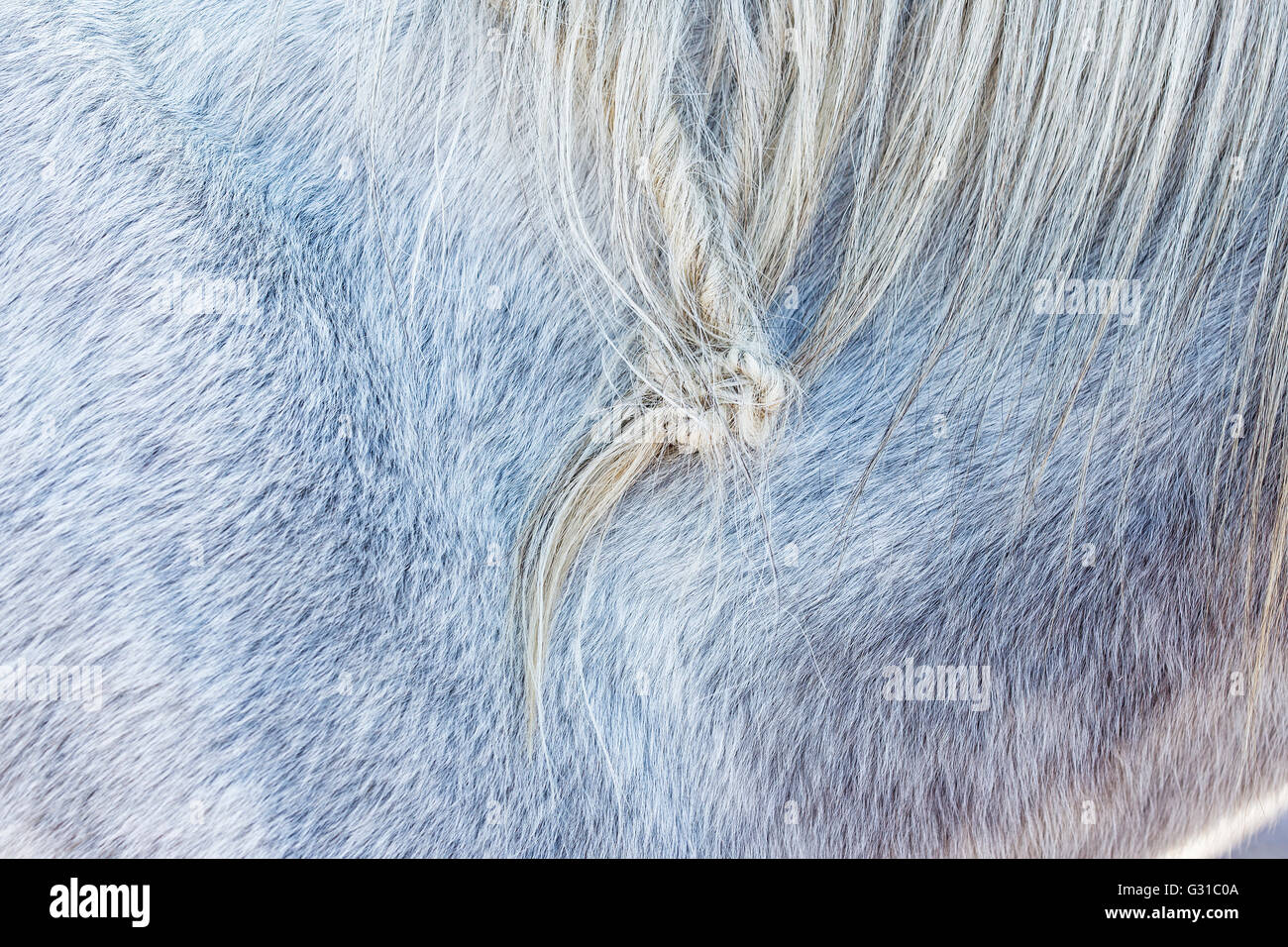 Close-up de piel de un caballo blanco con malla Foto de stock