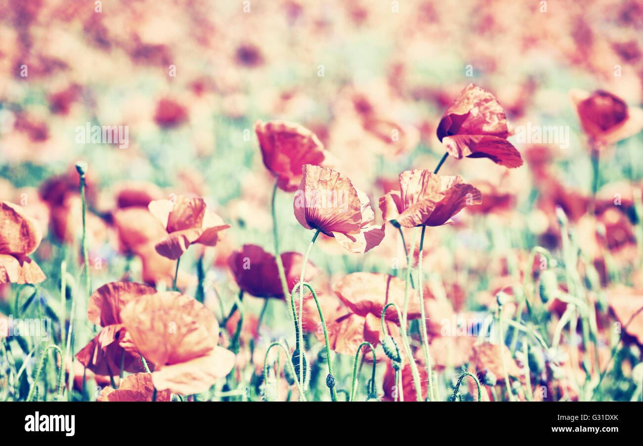 Fondo de flores vintage fotografías e imágenes de alta resolución - Página 3 - Alamy Fondo de flores vintage fotografías e imágenes de alta resolución - Página 3 - Alamy
