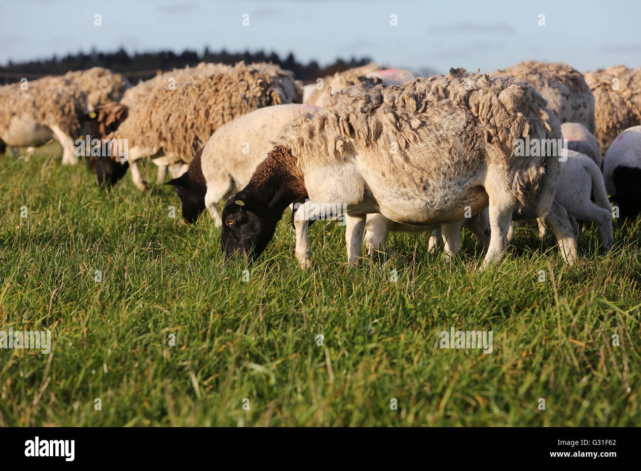 Nueva K twin, Alemania, situada en el derramamiento Dorperschafe natural del pastoreo en pasto Foto de stock