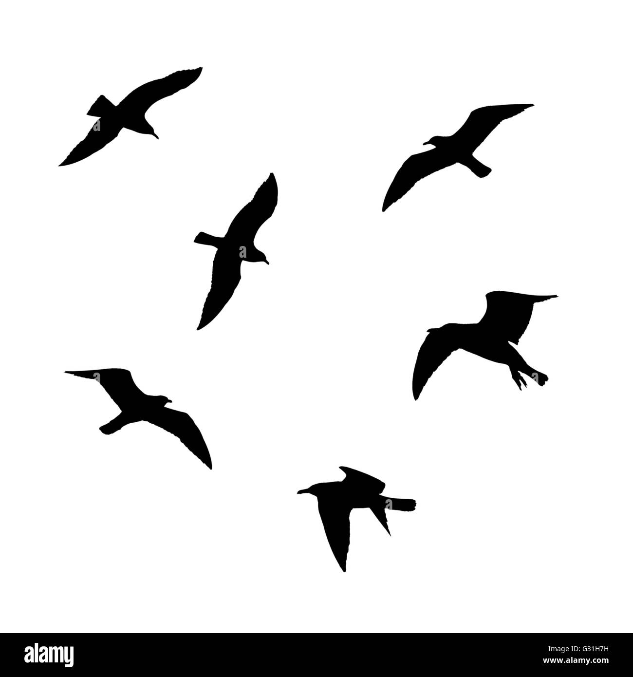 Conjunto de volar gaviotas siluetas aislado sobre fondo blanco. Foto de stock