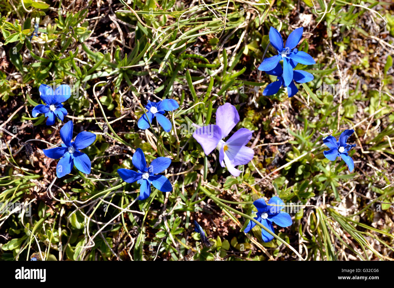 Y violeta de genciana de primavera Fotografía de stock - Alamy