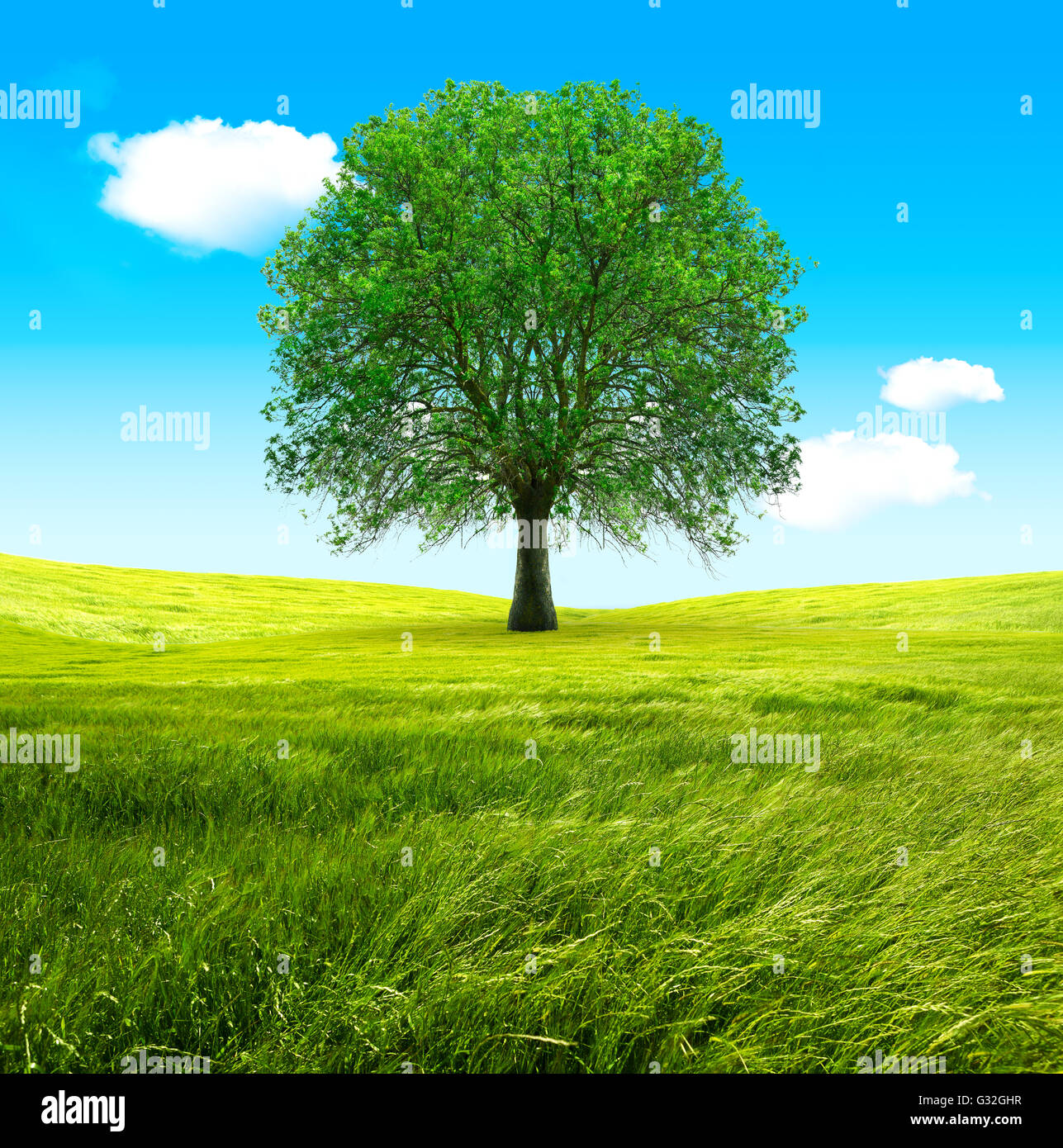 Árbol grande y campos verdes. Cielo azul y el viento Foto de stock