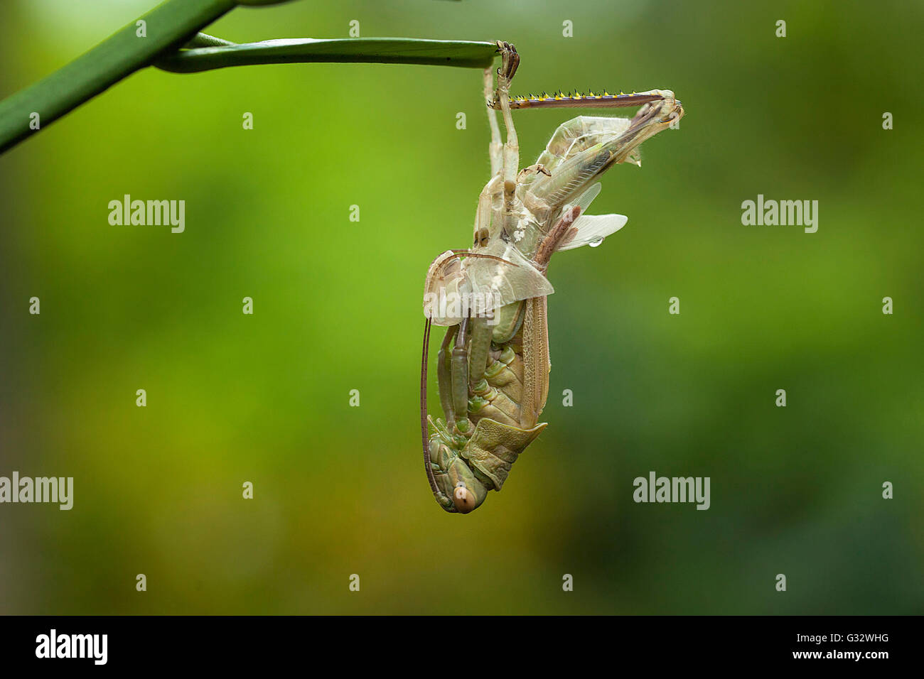 Grasshopper derramamiento es la piel, Jember, Java Oriental, Indonesia Foto de stock