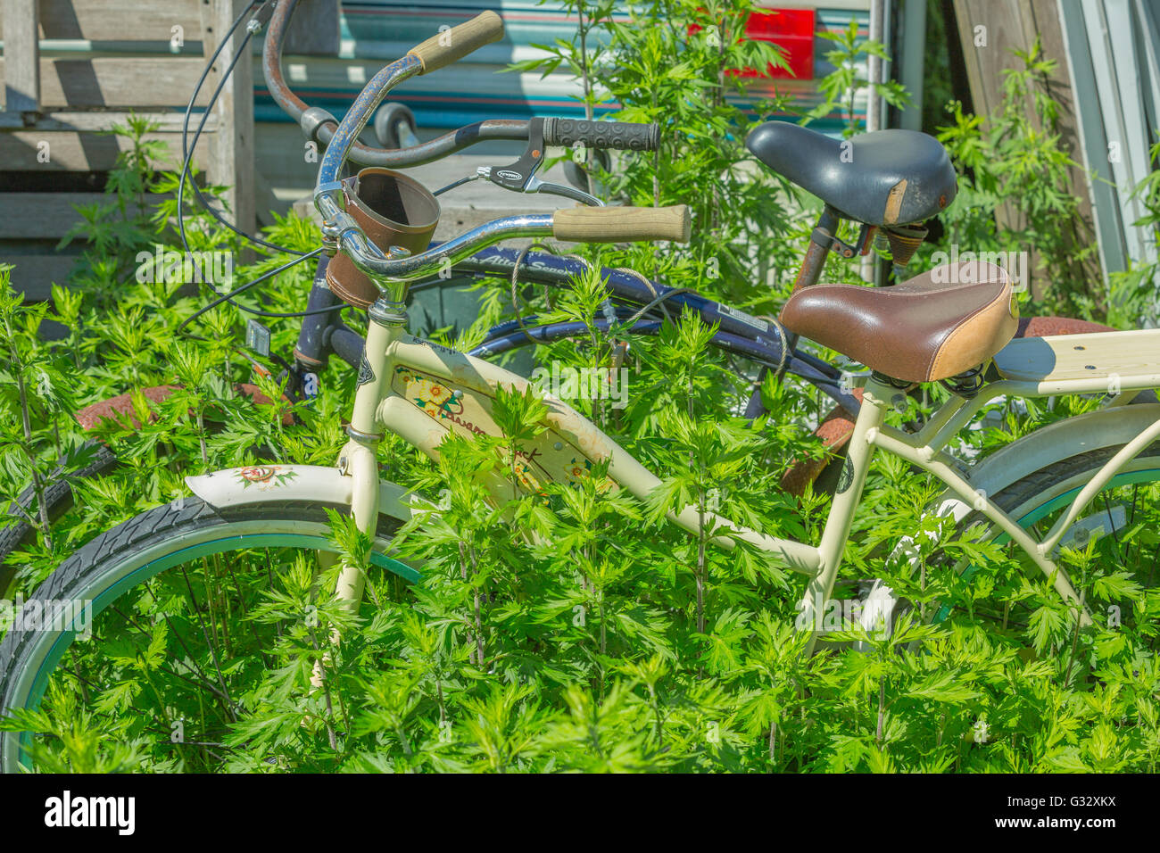 Bicicletas abandonadas bloqueados juntos con una cerradura de cable en alta maleza Foto de stock