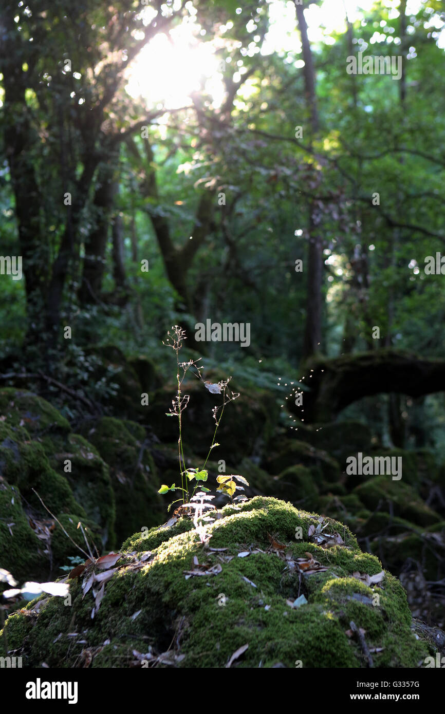 Torre Alfina, Italia, piedras cubiertas de musgo en un bosque deciduo Foto de stock