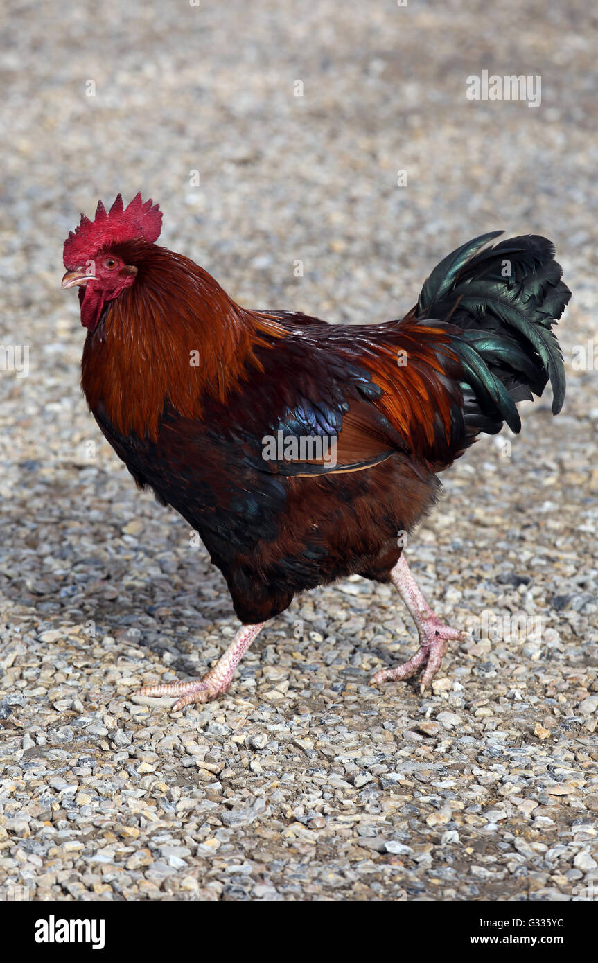 Raza de pollo inglés antiguo fotografías e imágenes de alta resolución -  Alamy