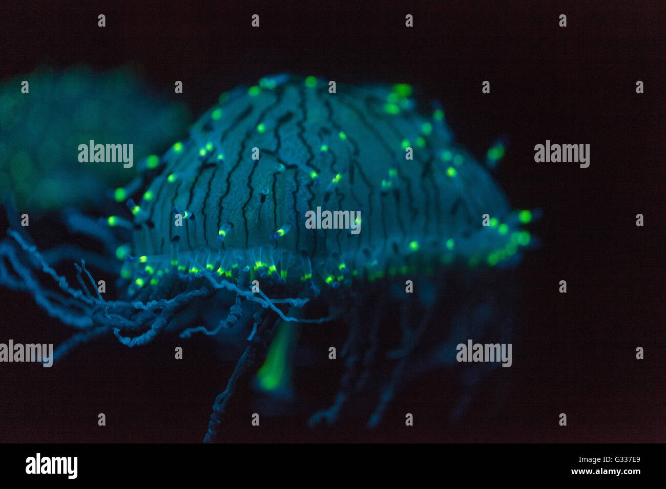 Sombrero de flores, Medusa Olindias formosa, es de un azul, verde, rosa -  jelly multicolores - que se encuentran en el sur de Japón Fotografía de  stock - Alamy