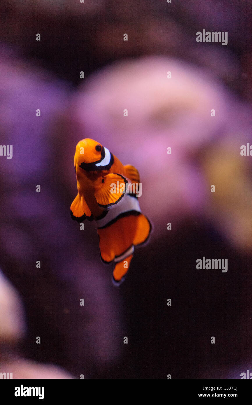 El pez payaso, Amphiprioninae, en un acuario de arrecife y peces marinos, manteniéndose en contacto con su host anémona Foto de stock