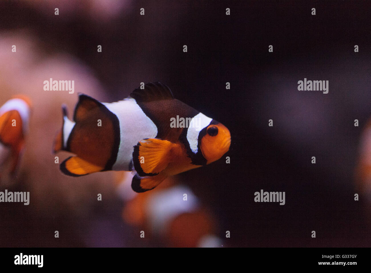 El pez payaso, Amphiprioninae, en un acuario de arrecife y peces marinos, manteniéndose en contacto con su host anémona Foto de stock
