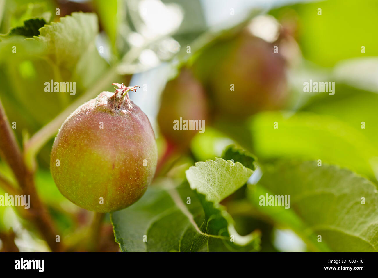 Las manzanas brotando en la primavera, el condado de Lancaster, Pennsylvania, EE.UU. Foto de stock