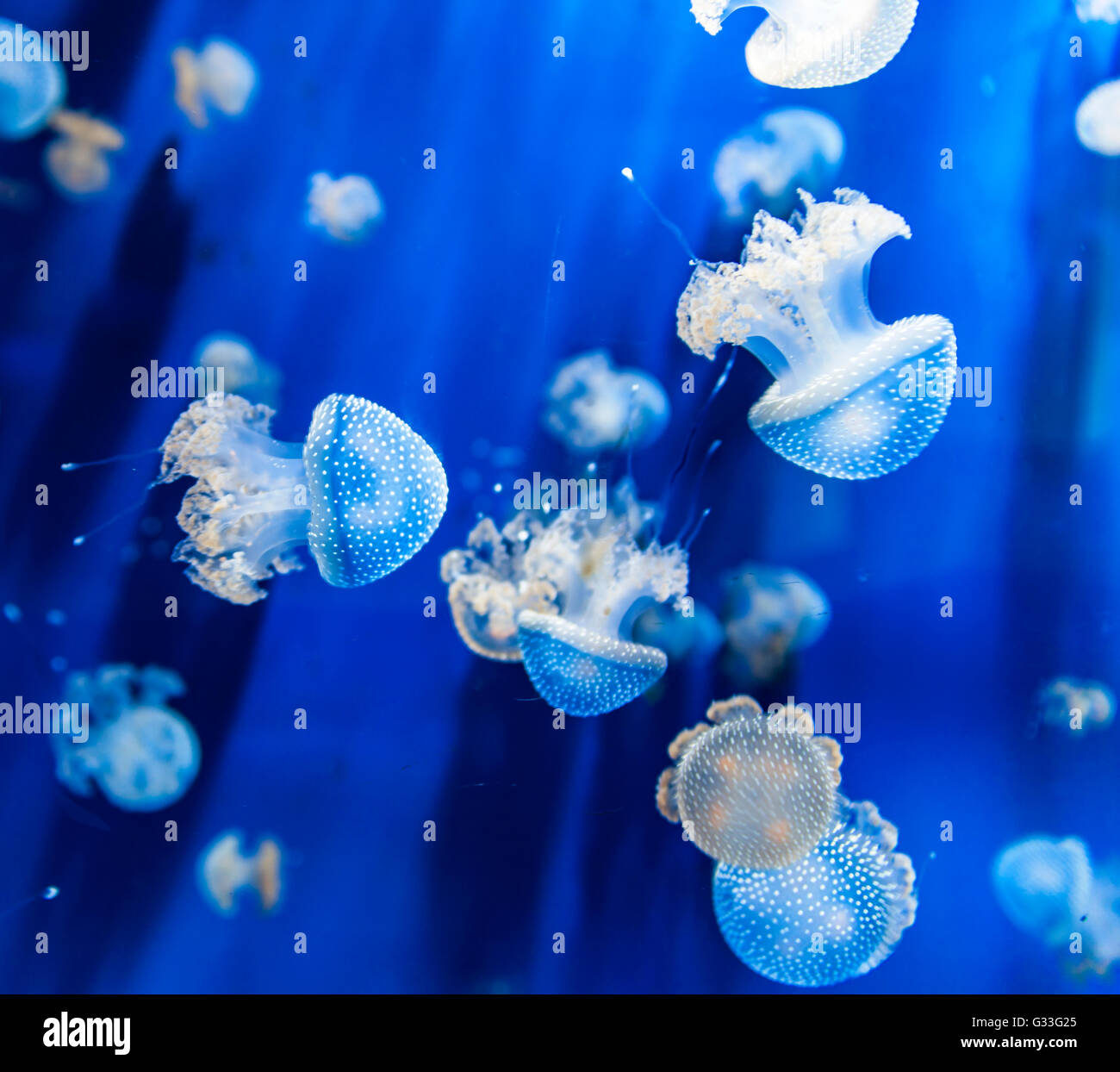 Acercamiento de las medusas (Phyllorhiza punctata) en el agua Foto de stock