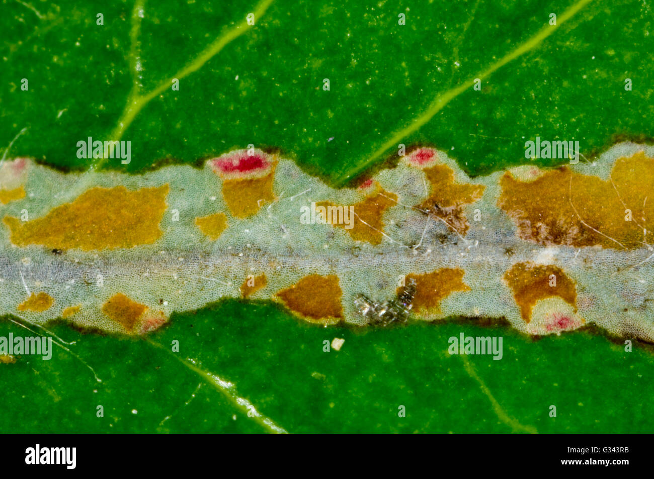 Firethorn o Pyracantha leaf minero-moth, Phyllonorycter leucographella, hoja de minas o galley Foto de stock