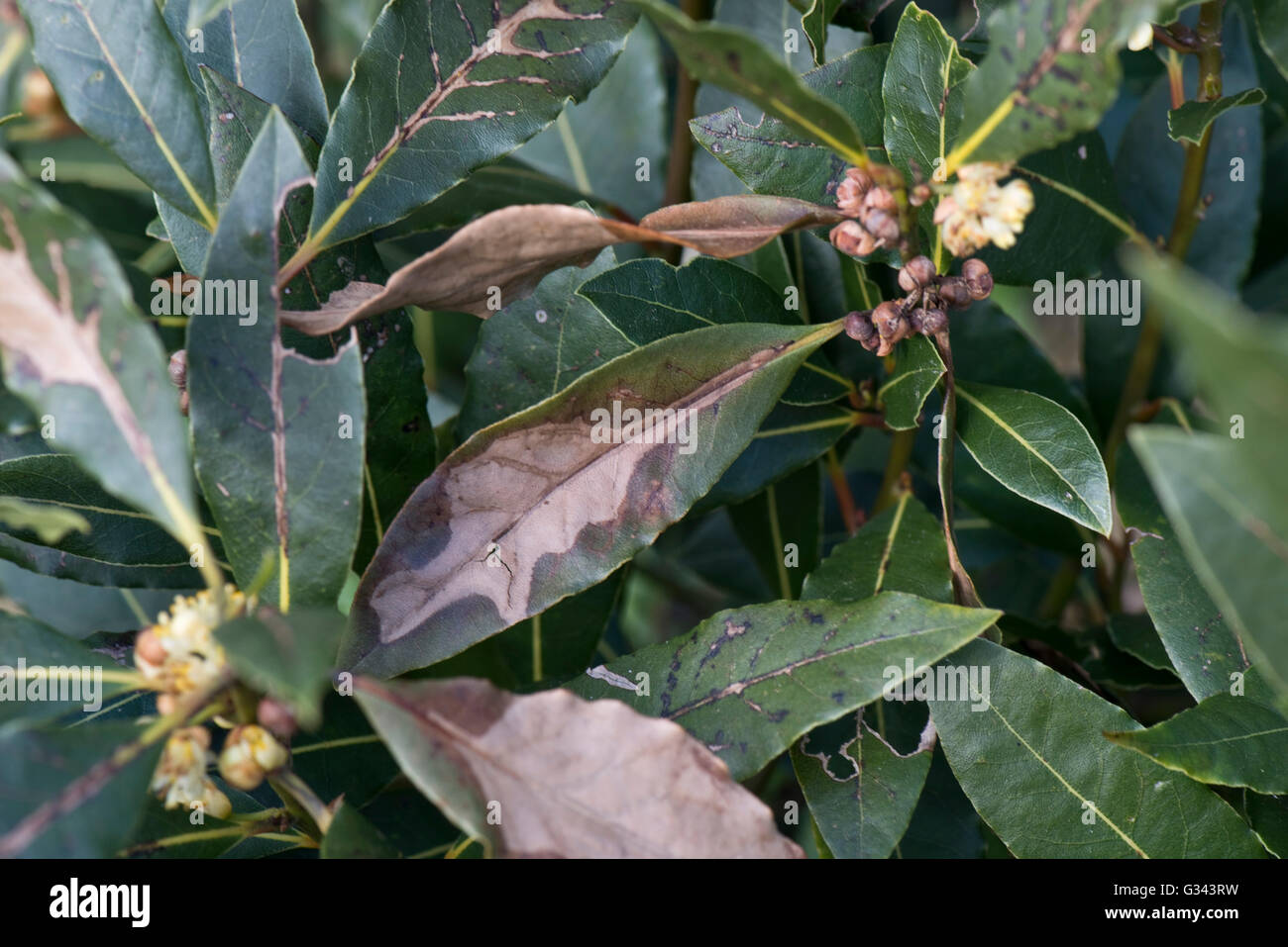 Invierno frío o viento daño necrótico sweet bay, Laurus nobilis, hojas, Berkshire, Abril Foto de stock