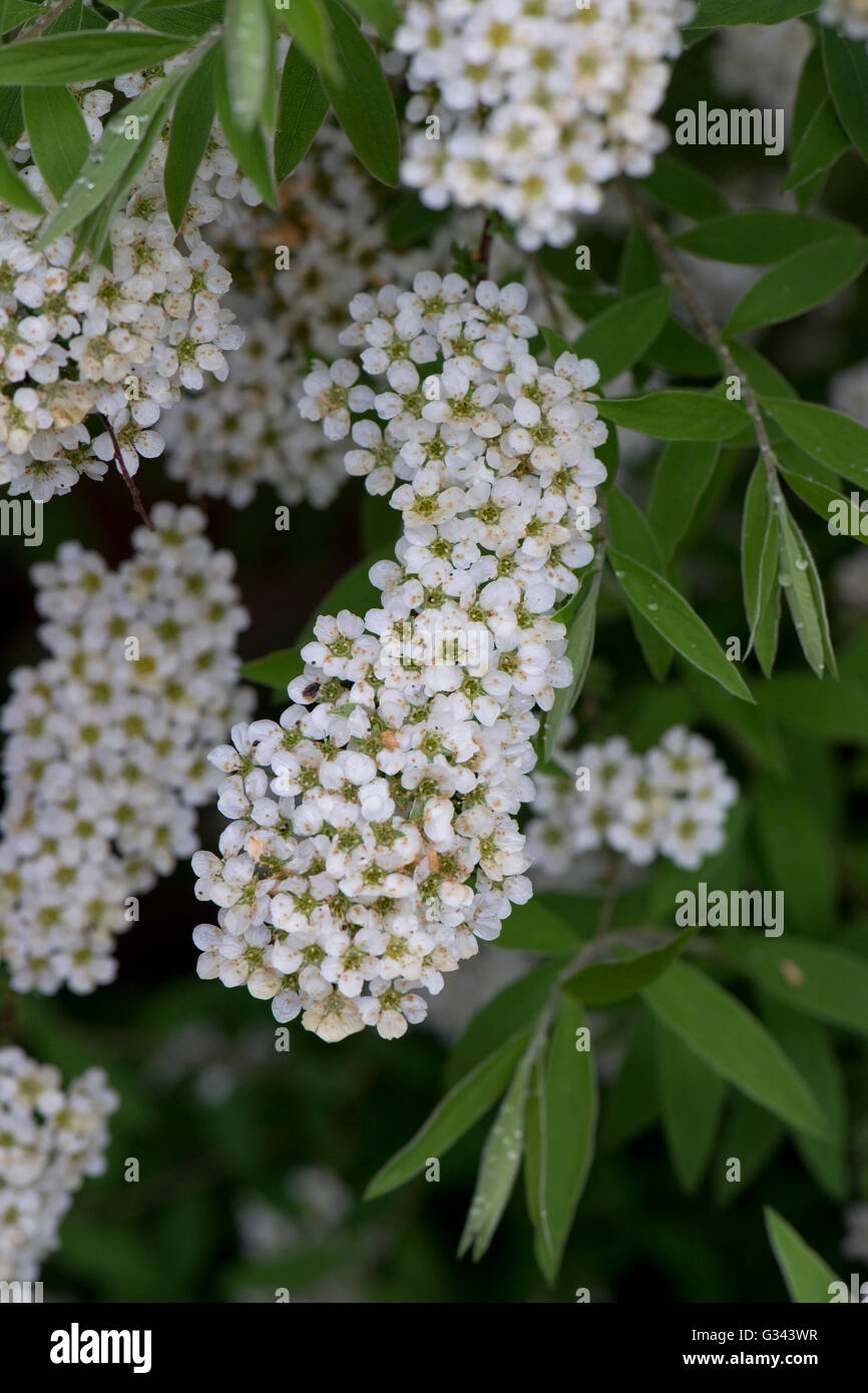 Guirnalda nupcial o espuma de mayo, Spirea 'Arguta', racimos de flores blancas en primavera, Berkshire, Mayo Foto de stock
