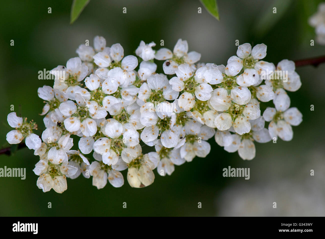 Guirnalda nupcial o espuma de mayo, Spirea 'Arguta', racimos de flores blancas en primavera, Berkshire, Mayo Foto de stock