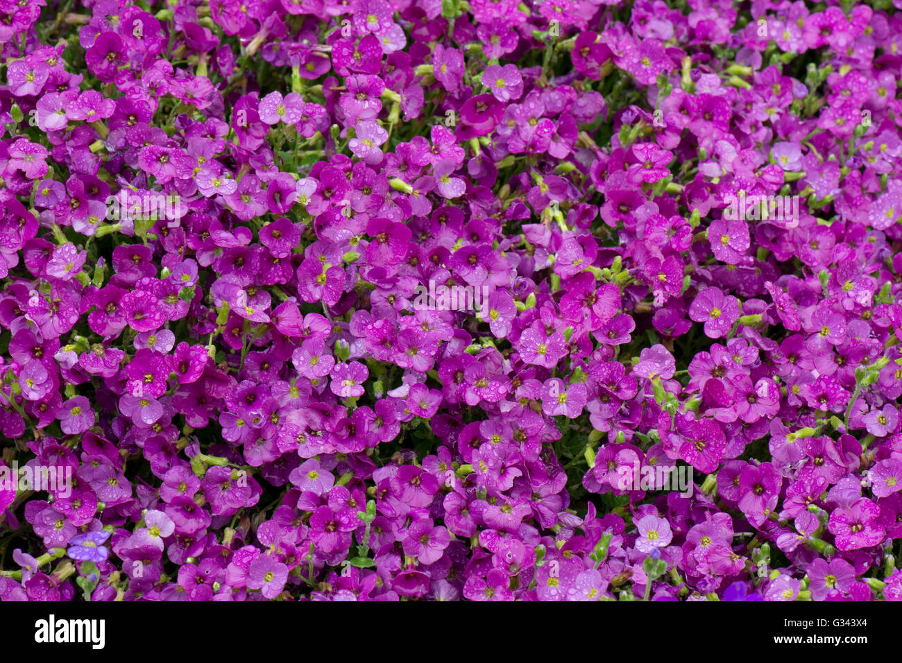Aubretia, Aubrieta sp., flores de color rosa o magenta con gotas de agua en la lluvia, Berkshire, Mayo Foto de stock