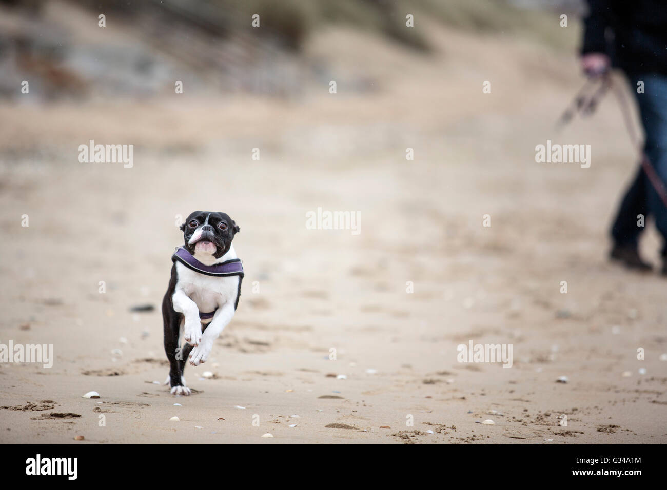 Hombre jugando con la agilidad de Boston Terrier Negro y Blanco sobre una playa en Normandía en un día soleado Foto de stock