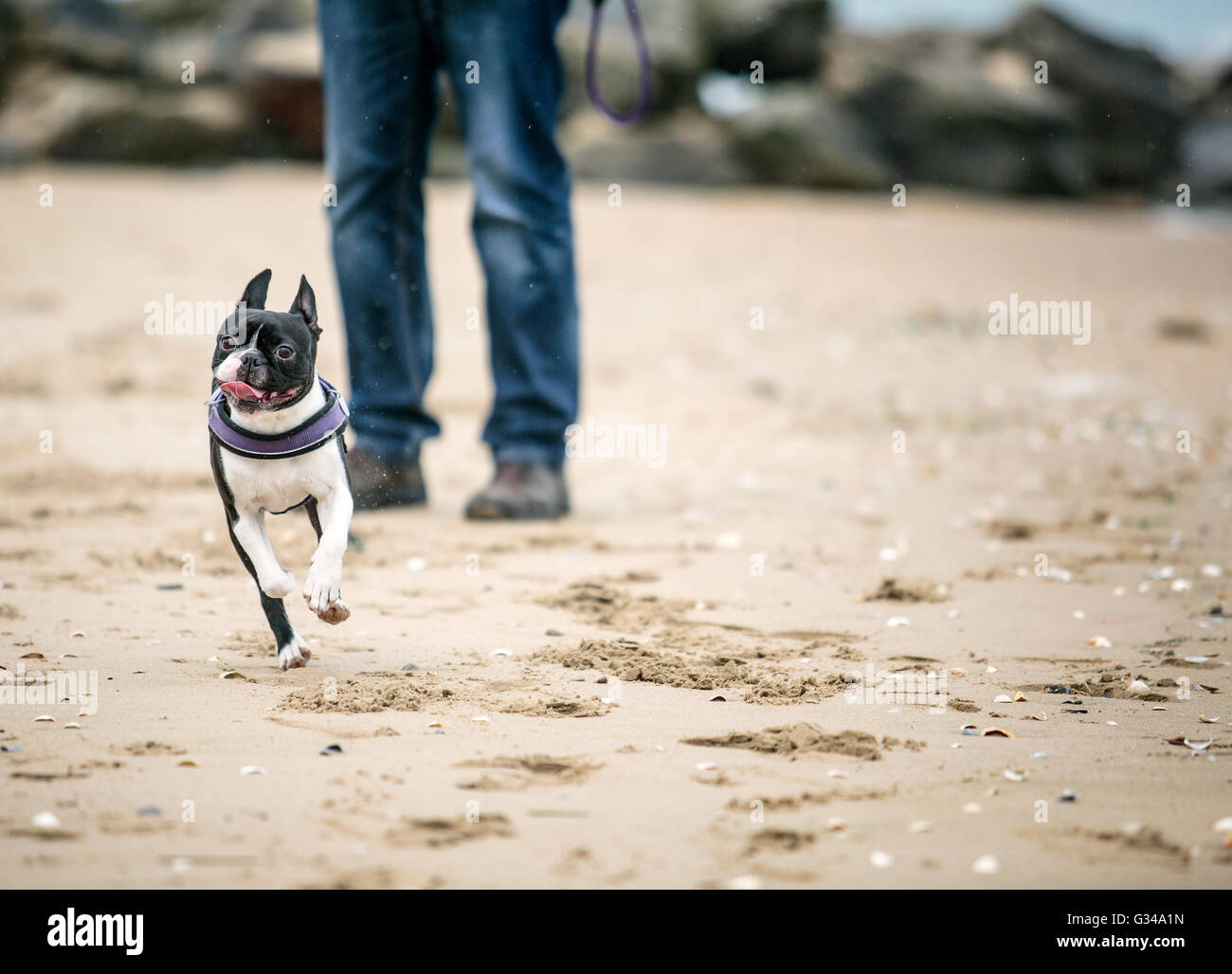 Hombre jugando con la agilidad de Boston Terrier Negro y Blanco sobre una playa en Normandía en un día soleado Foto de stock