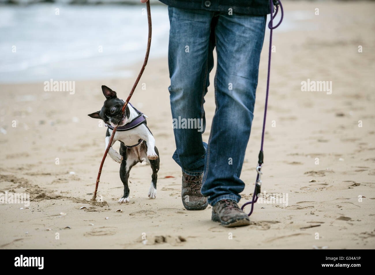 Hombre jugando con la agilidad de Boston Terrier Negro y Blanco sobre una playa en Normandía en un día soleado Foto de stock