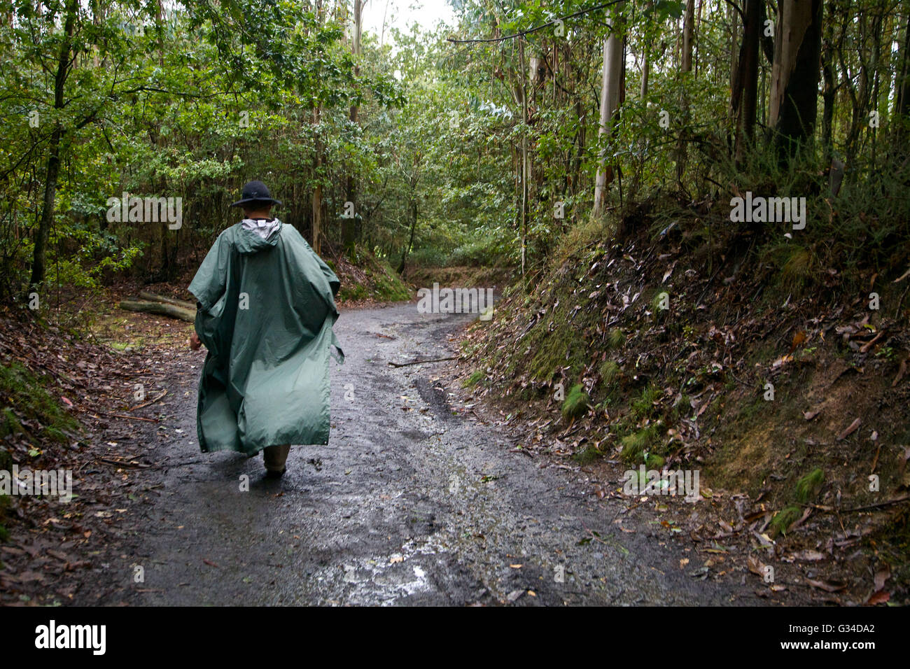 Peregrino caminando con un poncho de lluvia verde para proteger de la  lluvia en Galicia, Camino a Santiago de Compostela España Fotografía de  stock - Alamy