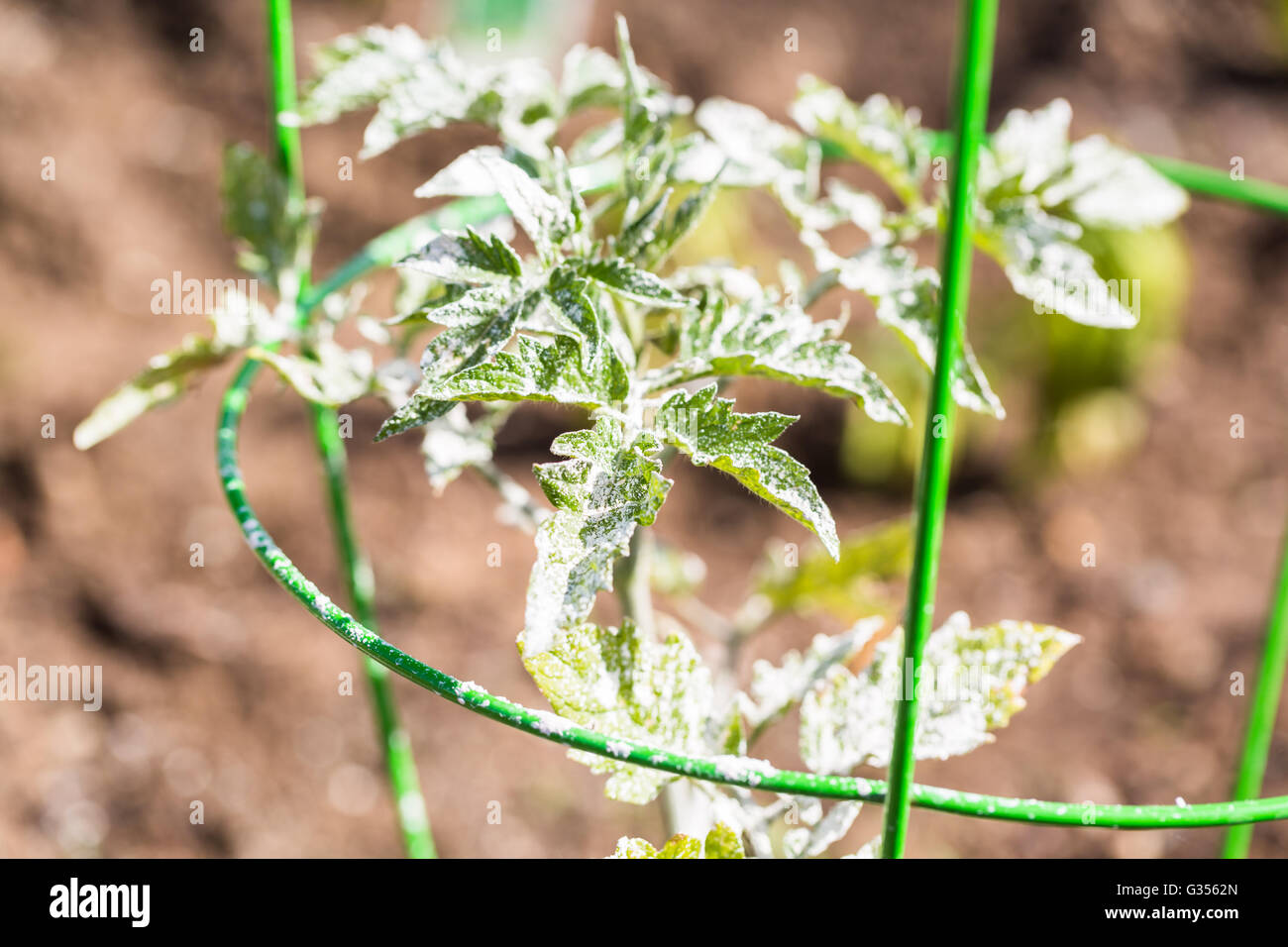 Tomate cubierto con polvo blanco ecológico para proteger las plantas de  insectos Fotografía de stock - Alamy