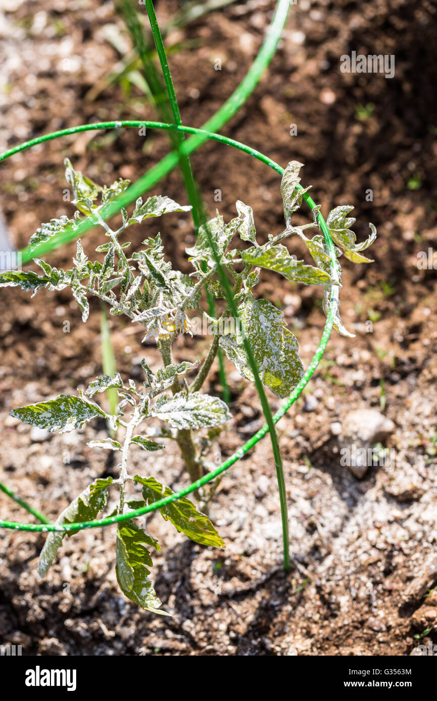 Tomate cubierto con polvo blanco ecológico para proteger las plantas de  insectos Fotografía de stock - Alamy