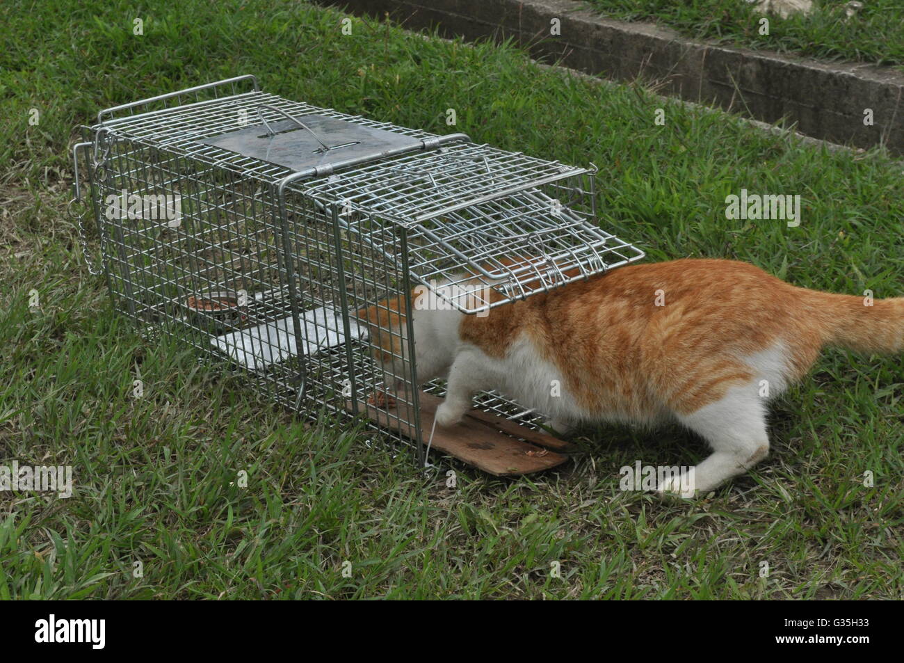 Gato callejero atrapado en trampa para gatos Stock Photo