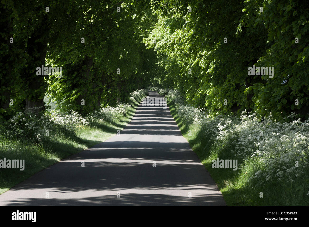 La luz del sol brilla a través de los árboles verdes que sobresalen en