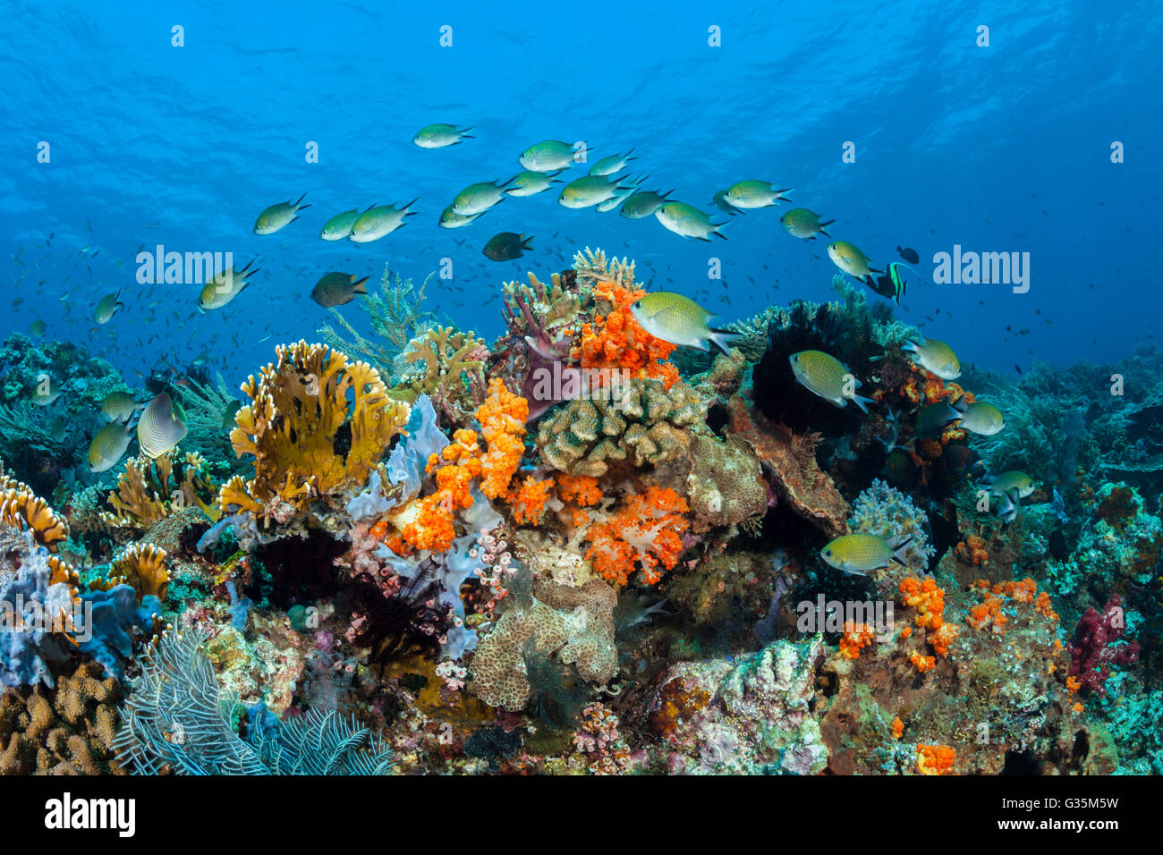 Arrecifes de coral coloreados, el Parque Nacional de Komodo (Indonesia) Foto de stock