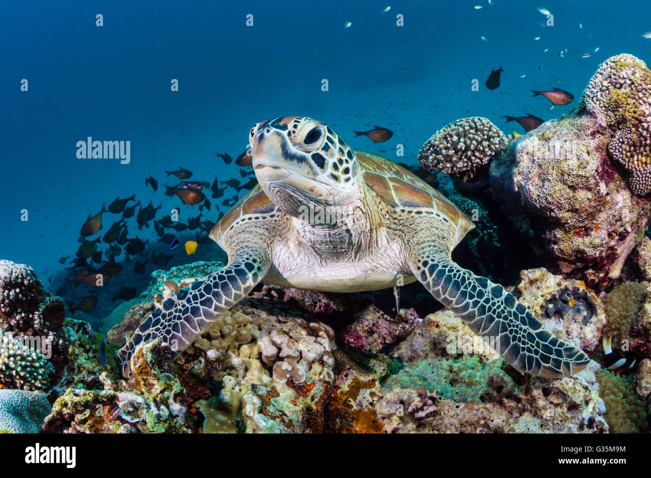 Tortugas marinas verdes, Chelonia mydas, el Parque Nacional de Komodo (Indonesia) Foto de stock