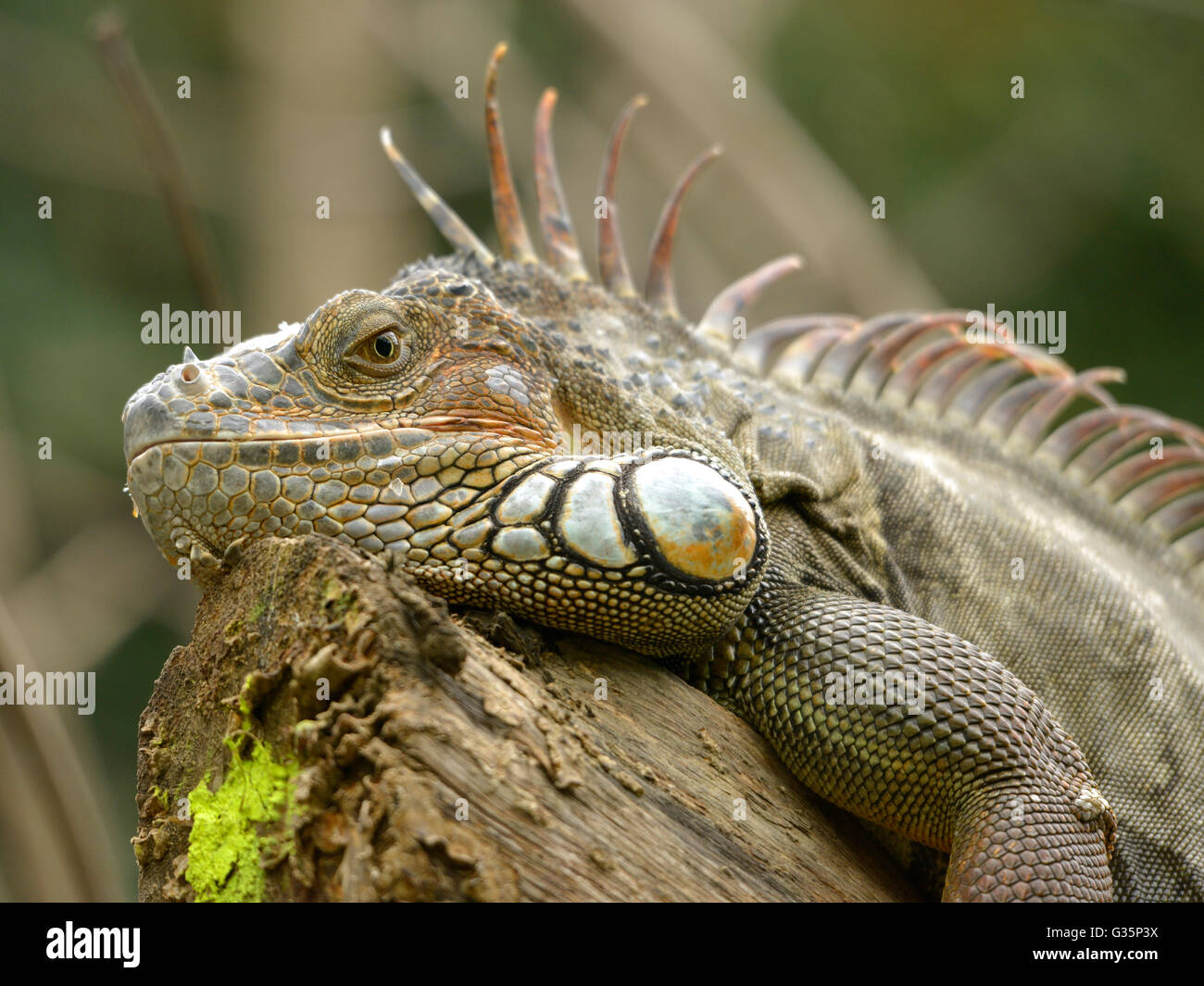 Retrato de iguana verde o común la iguana (Iguana iguana) Foto de stock