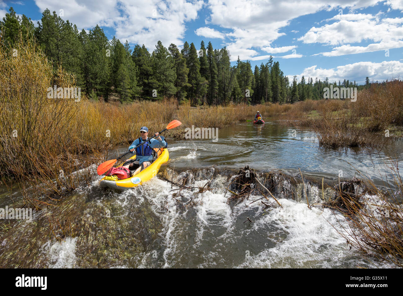 Presa de castor en el río fotografías e imágenes de alta resolución - Alamy