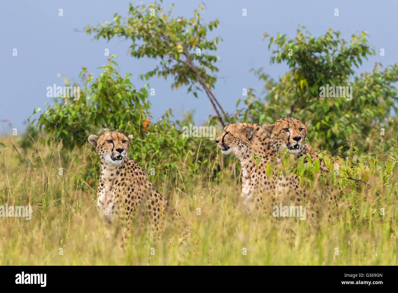 Tres guepardos sentados juntos en la hierba mirando alrededor como son la caza, dos mirando hacia la cámara, el Masai Mara, Kenya Foto de stock
