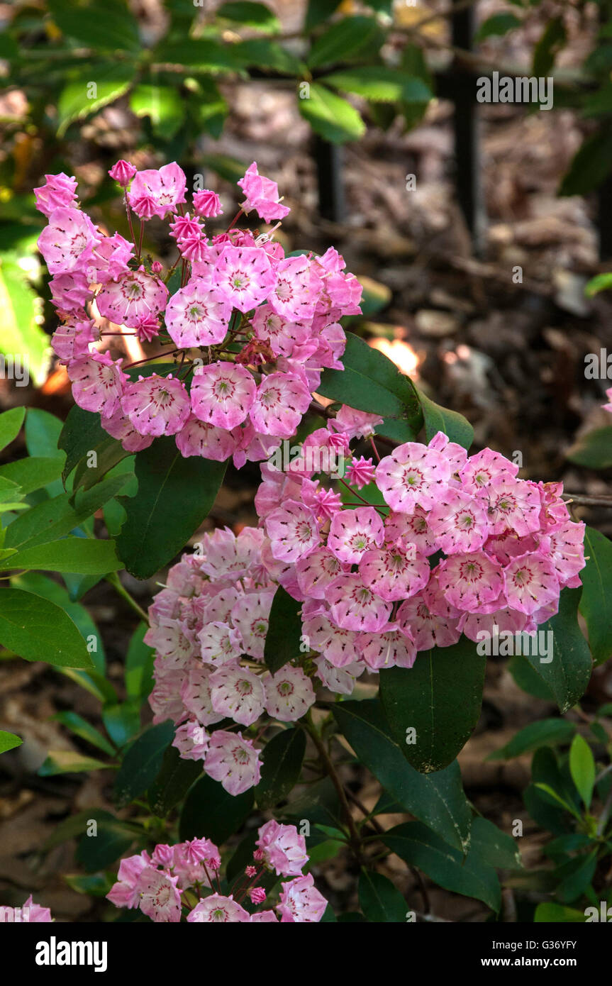 Kalmia latifolia "encanto" (Montaña Rosa Laurel Foto de stock