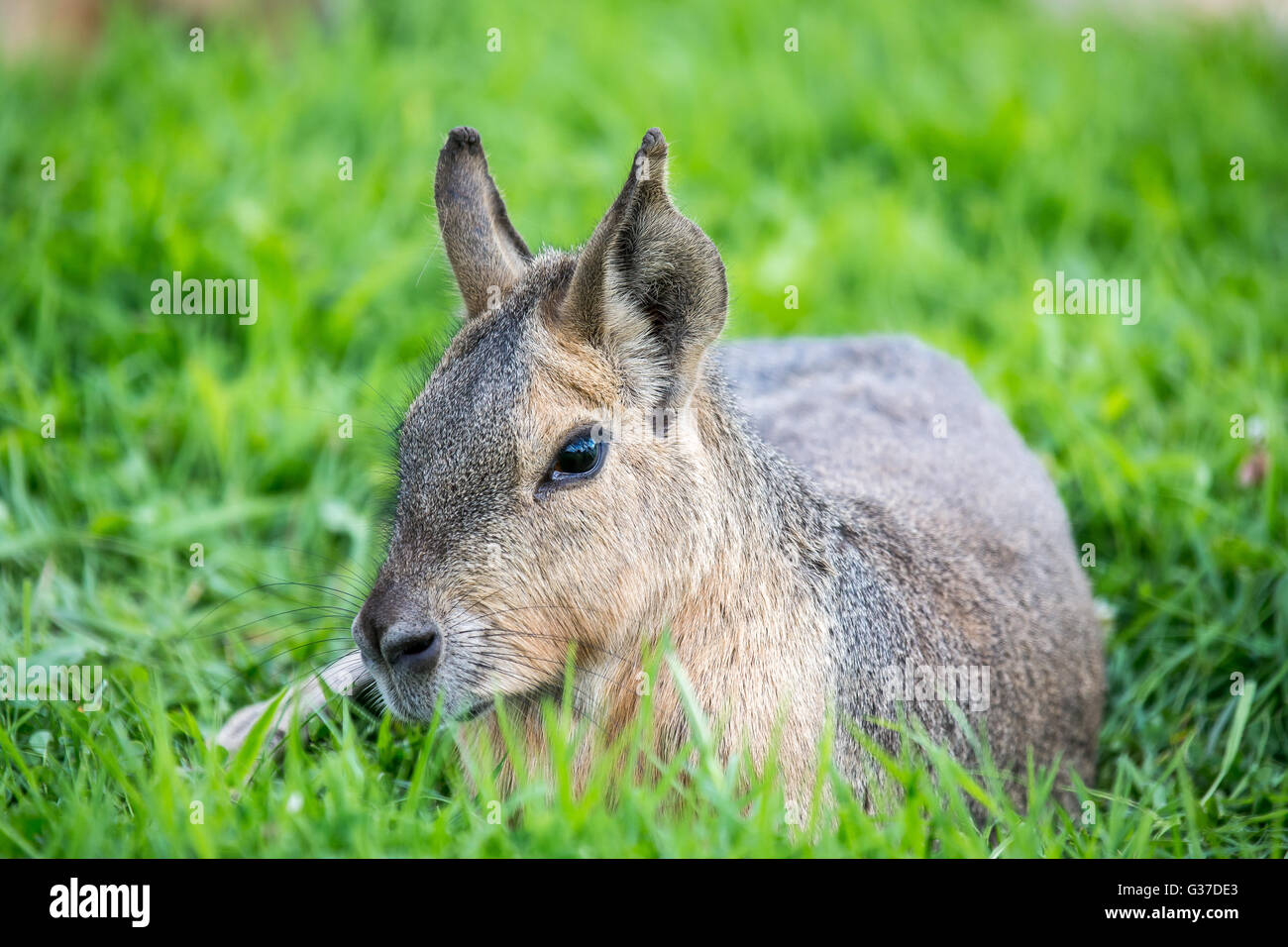 Un Cavy Patagónico (Mara) retratada en la pastura. Foto de stock