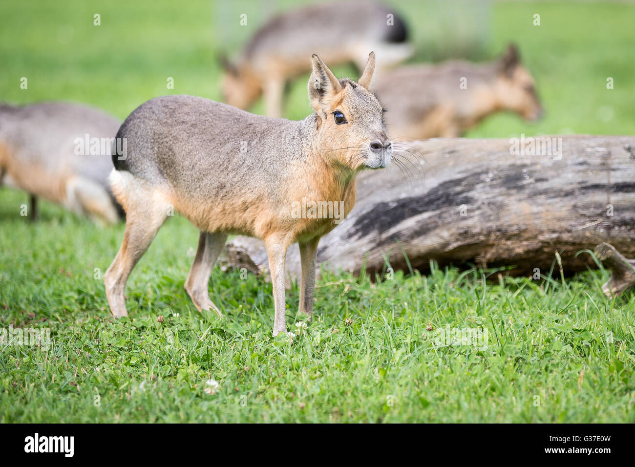 Un Cavy Patagónico (Mara) retratada en la pastura. Foto de stock