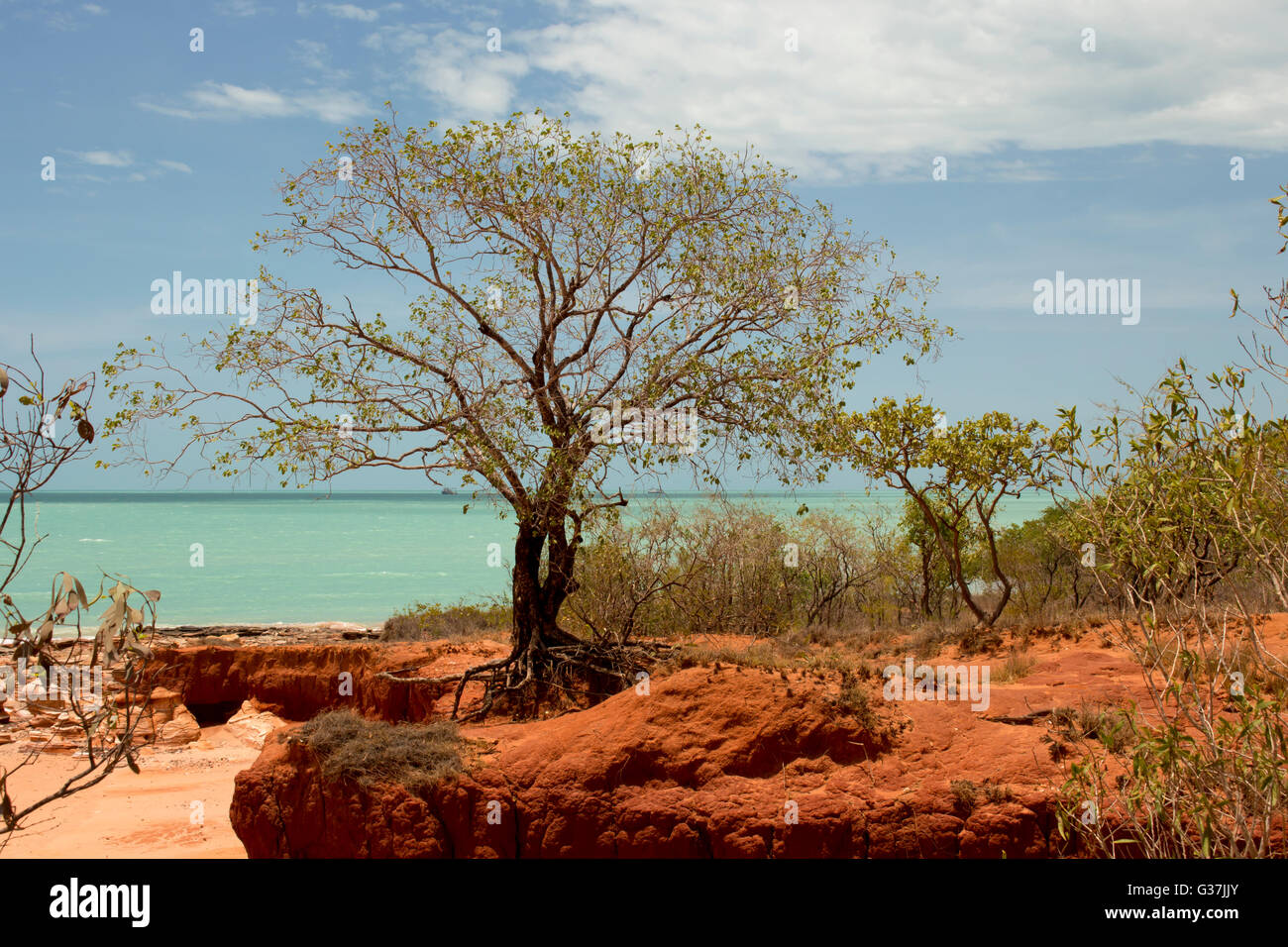 El Gran Barramundi Fotos E Im genes De Stock Alamy