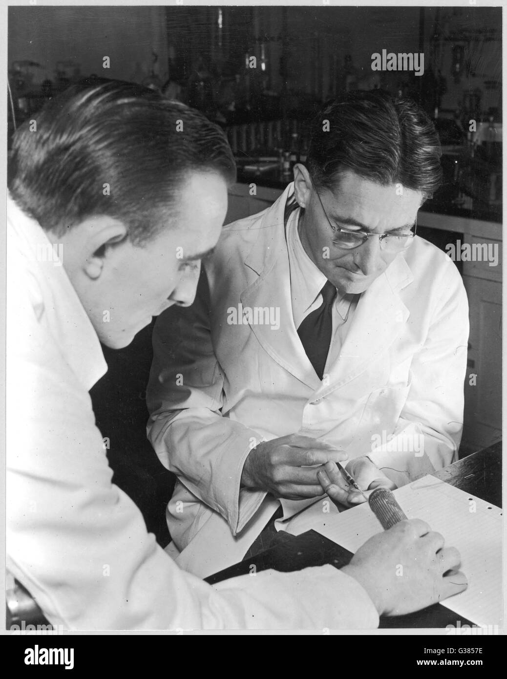 Howard Florey inyecta la penicilina en la cola de un ratón Fecha: circa 1940 Foto de stock