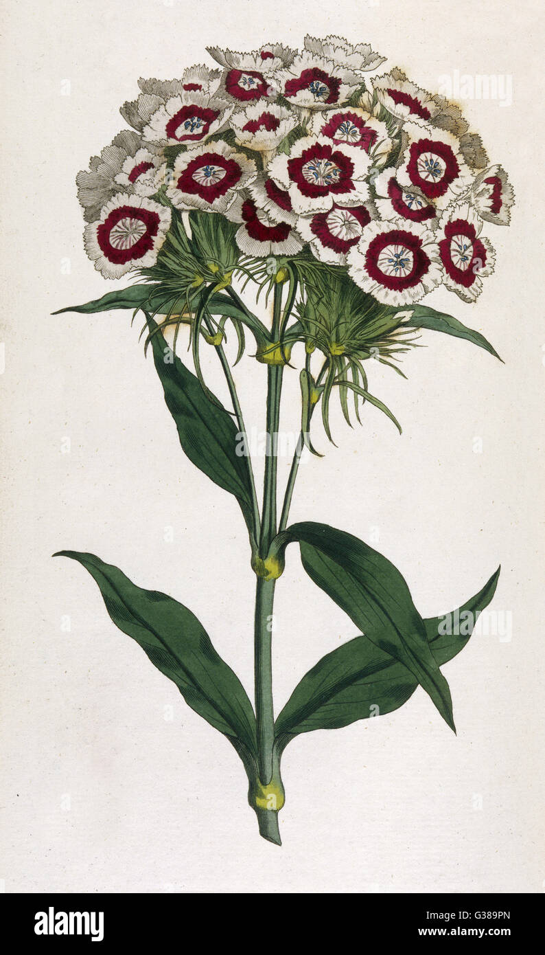 SWEET WILLIAM, o rosa barbudo Fecha: 1792 Foto de stock
