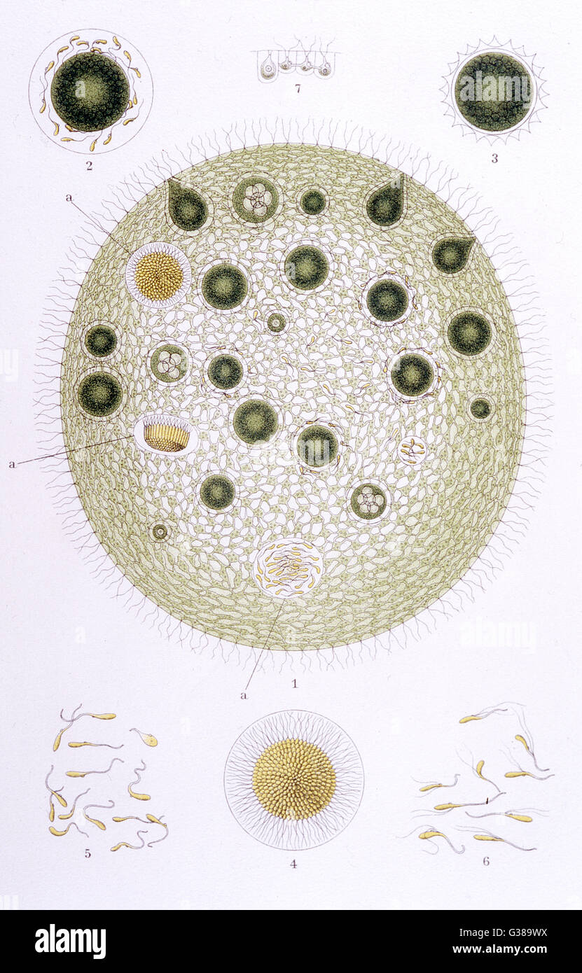 VOLVOX GLOBULATOR un organismo cuya agua dulce forma esférica permite volcar cuando se siente inclinado Fecha: 1913 Foto de stock