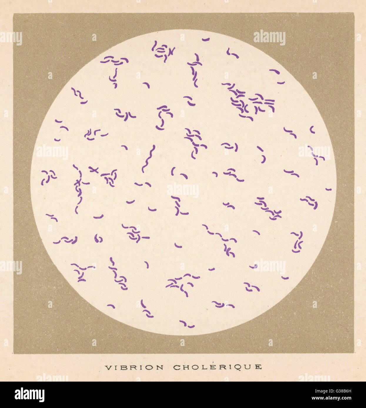 Vibrio (o vibrion) de cólera, descubierto por Koch, 1883 Foto de stock